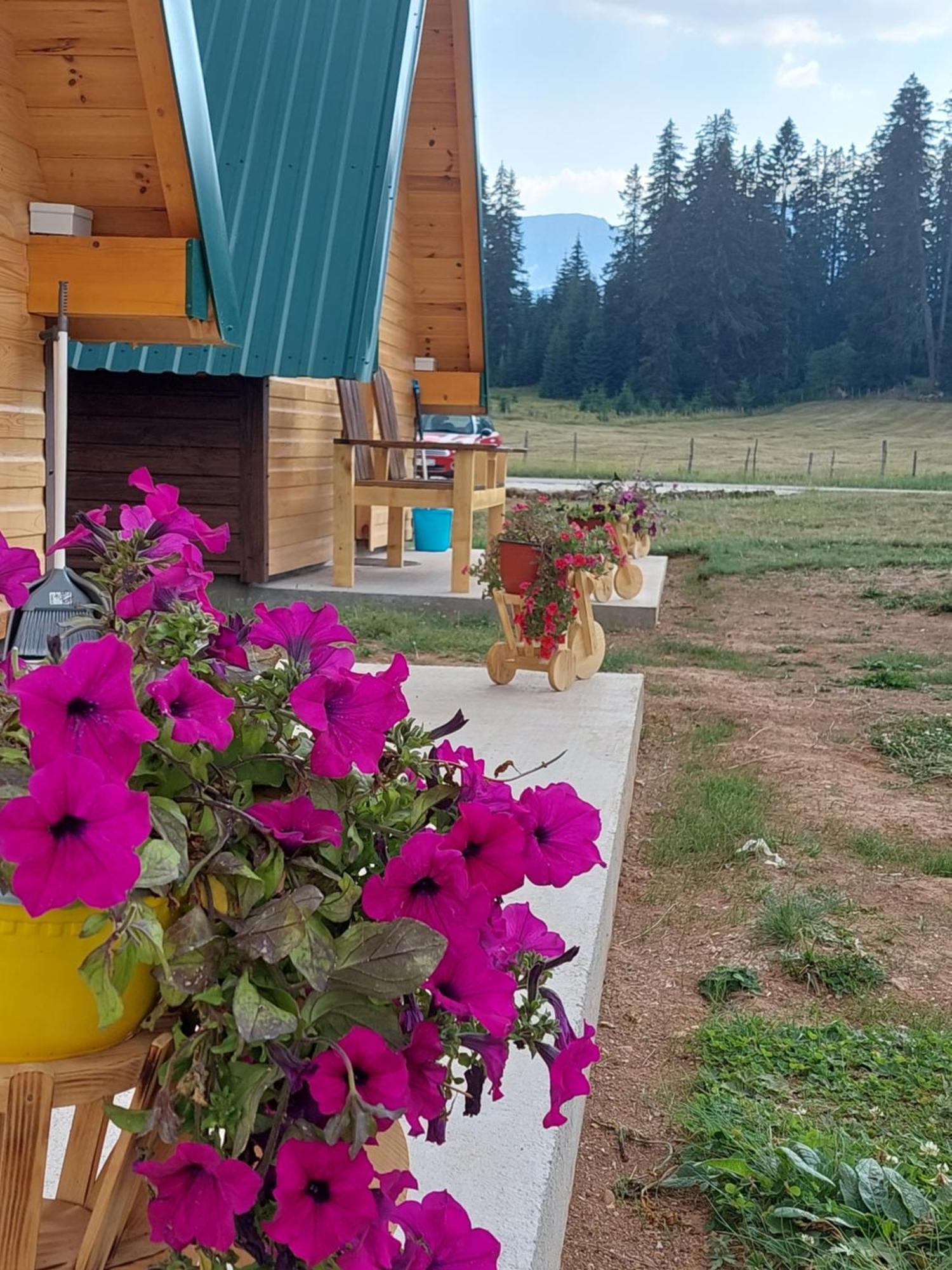 Sumski Raj Žabljak Kamer foto